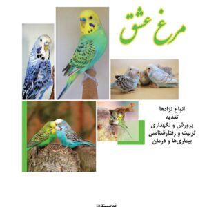 مرغ عشق